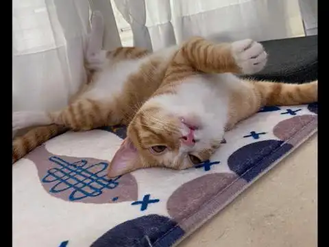 猫咪四仰八叉躺在垫子上睡觉,一会就翻白眼,睡到不省人事了呀!