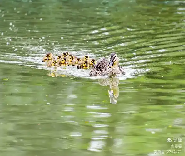 小鸭子在妈妈的呵护下
