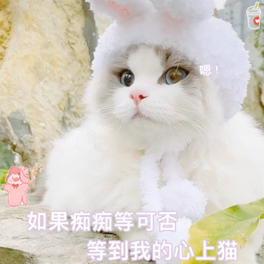 猫猫表情包动