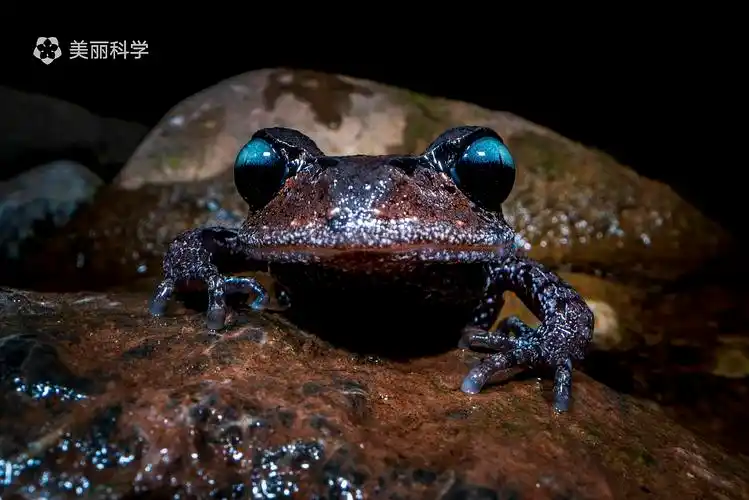 中国动物·两爬之美丨峨眉髭蟾 & 黑眼睑纤树蛙