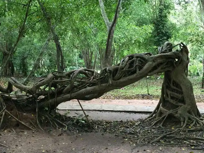 绞杀树,具有攀援的特点,缠绕被绞杀植物后再覆盖其上,造成绞杀的结果.