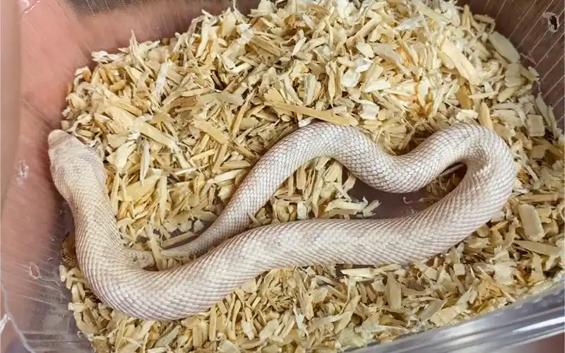 开箱(猪鼻蛇)——白化康达隐雪白[缺黄]母,雪白[白化缺黄]康达公