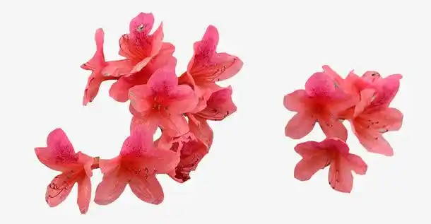 两簇红色映山红图片素材