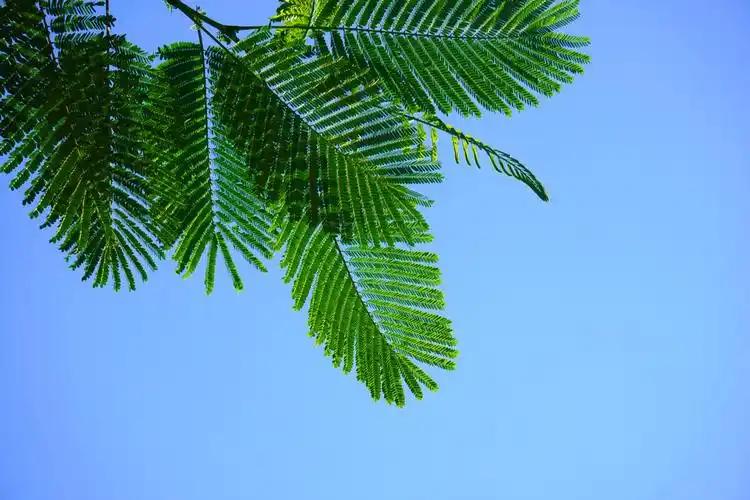 凤凰木的叶子看起来特温柔