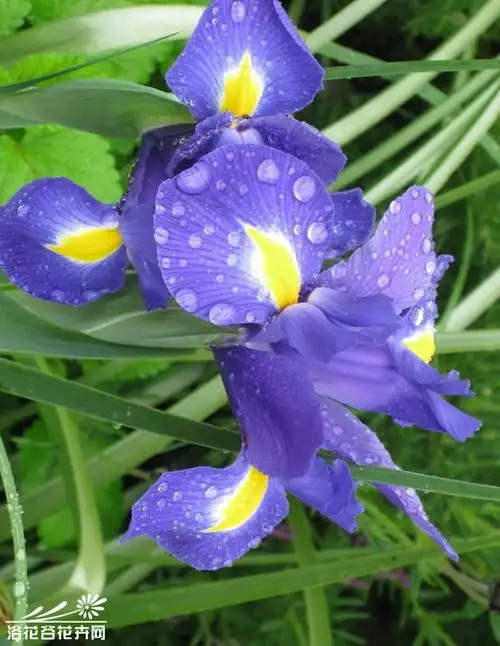 蝴蝶花的花语 传说和图片 谢谢