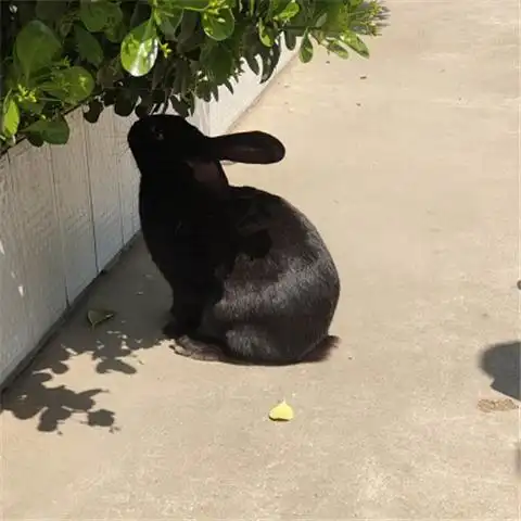 自家养殖中华莲山黑兔种兔肉兔活体大型纯黑兔成年种兔可繁殖中华黑兔