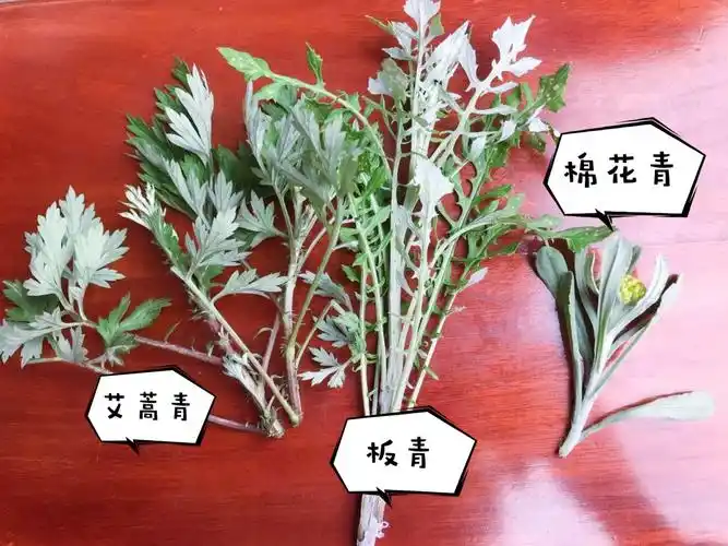 拔茅幼儿园中班主题活动 写美篇     艾青就是艾叶草,又称艾蒿,艾草