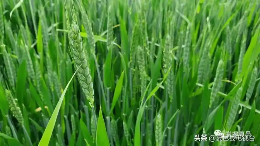 家乡的麦苗正在慢慢成熟,有时间了,就回家看看吧!