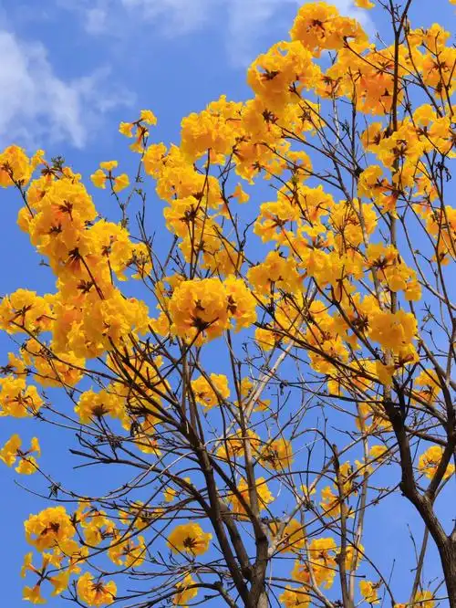 磨碟沙公园黄花风铃木