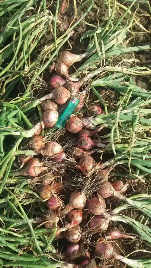 毛葱东北农安珠葱大量供应有需要的联系我