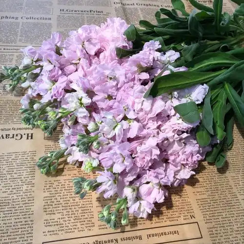 清香紫罗兰云南基地一扎直发花束搭配家居卧室清新空气鲜切花优惠券