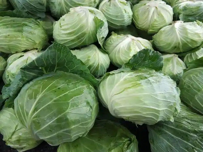 媚调东北农家蔬菜扁包菜老品种大头菜包心菜卷心菜白菜新鲜2份 1500g