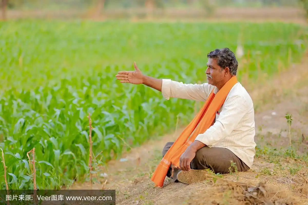 印度农民在绿色的玉米地里