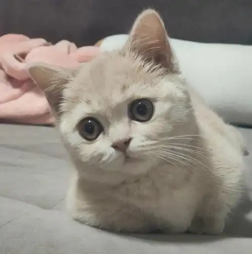 脸越发圆润的小猫咪萌到吐血