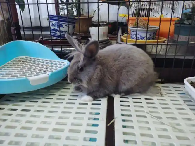 公狮子兔一只上海地区求领养