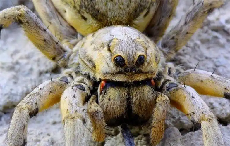 原创新疆出现一奇怪动物,头上长有八只眼睛,背上的毛像狼毫,会用舞蹈