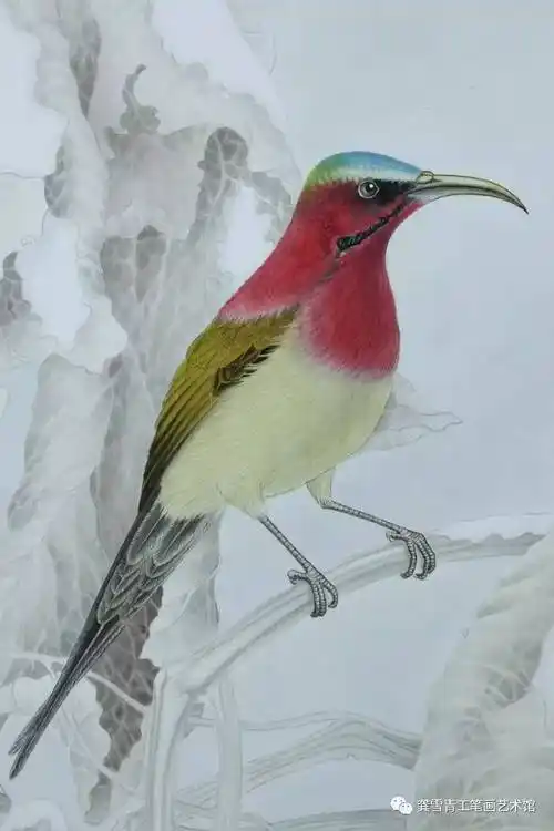 龚雪青工笔禽鸟作品-太阳鸟