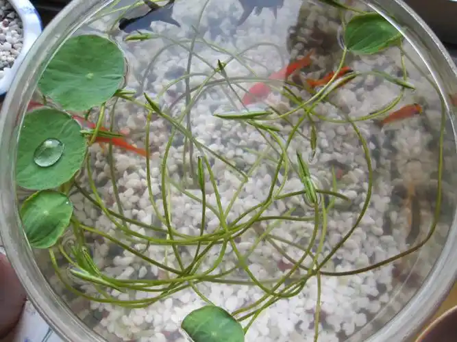 展开全部 种植碗莲,可以在里面养几条小鱼,鱼可以吃水里的虫子,粪便