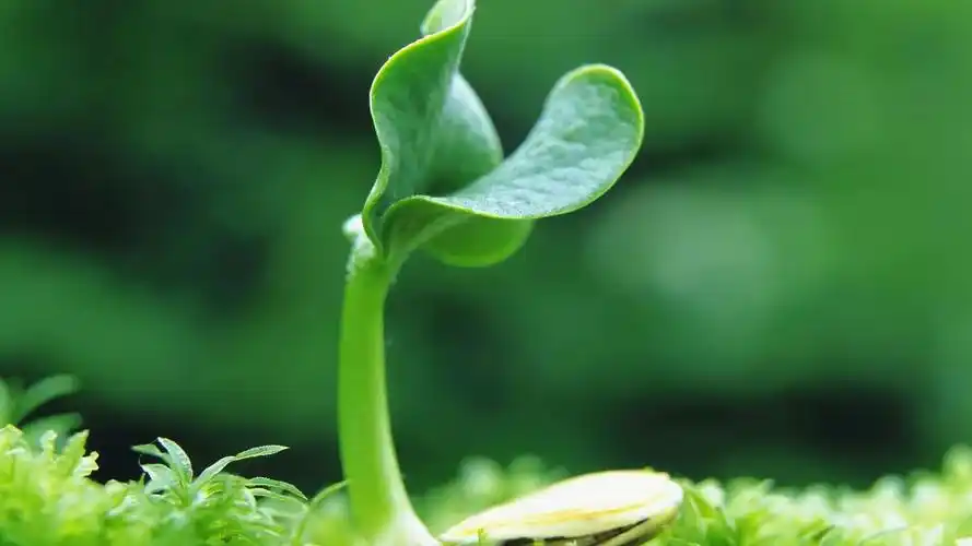清新绿色护眼高清植物唯美桌面壁纸