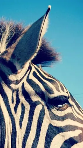 斑马,耳朵,头部,鬃毛