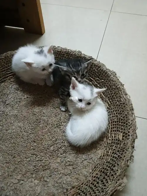 洛阳小狸花奶猫白猫领养