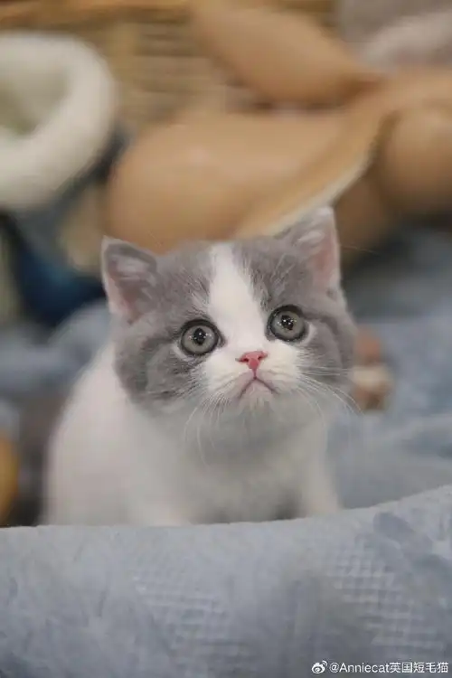 赛级英短猫舍##cfa英国短毛猫##英短猫舍##蓝白英短##英短蓝白##北京