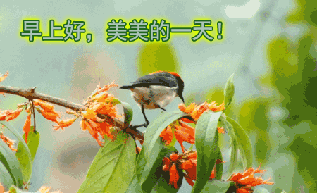 特别漂亮的早上好图片表情问候语