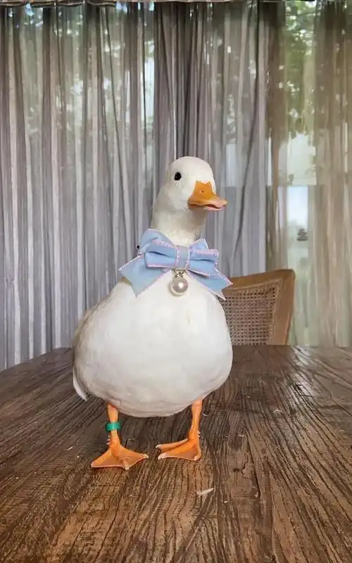 一起冲鸭cpf广州宠物展携思聪同款网红柯尔鸭亮相现场