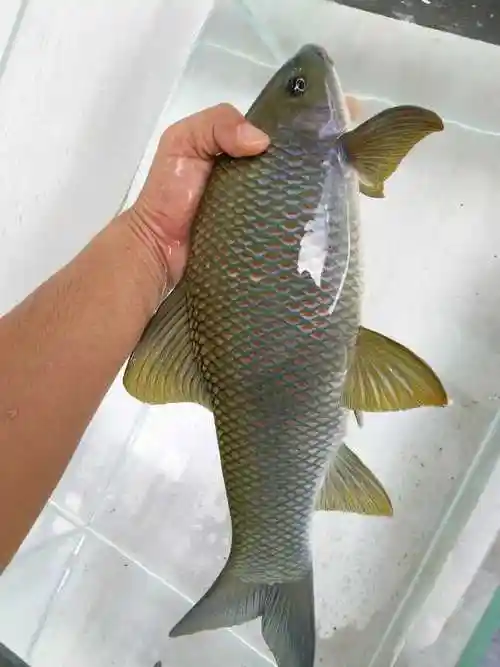 桂华鲮沉香鱼工具鱼除藻原生冷水观赏鱼活体清洁鱼青衣孟加拉包活