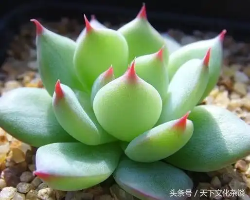 十二生肖旺财风水花草,看看你适合种什么?