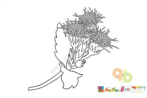 刺蓟草简笔画
