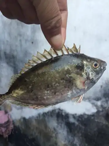 这鱼名字叫什么?