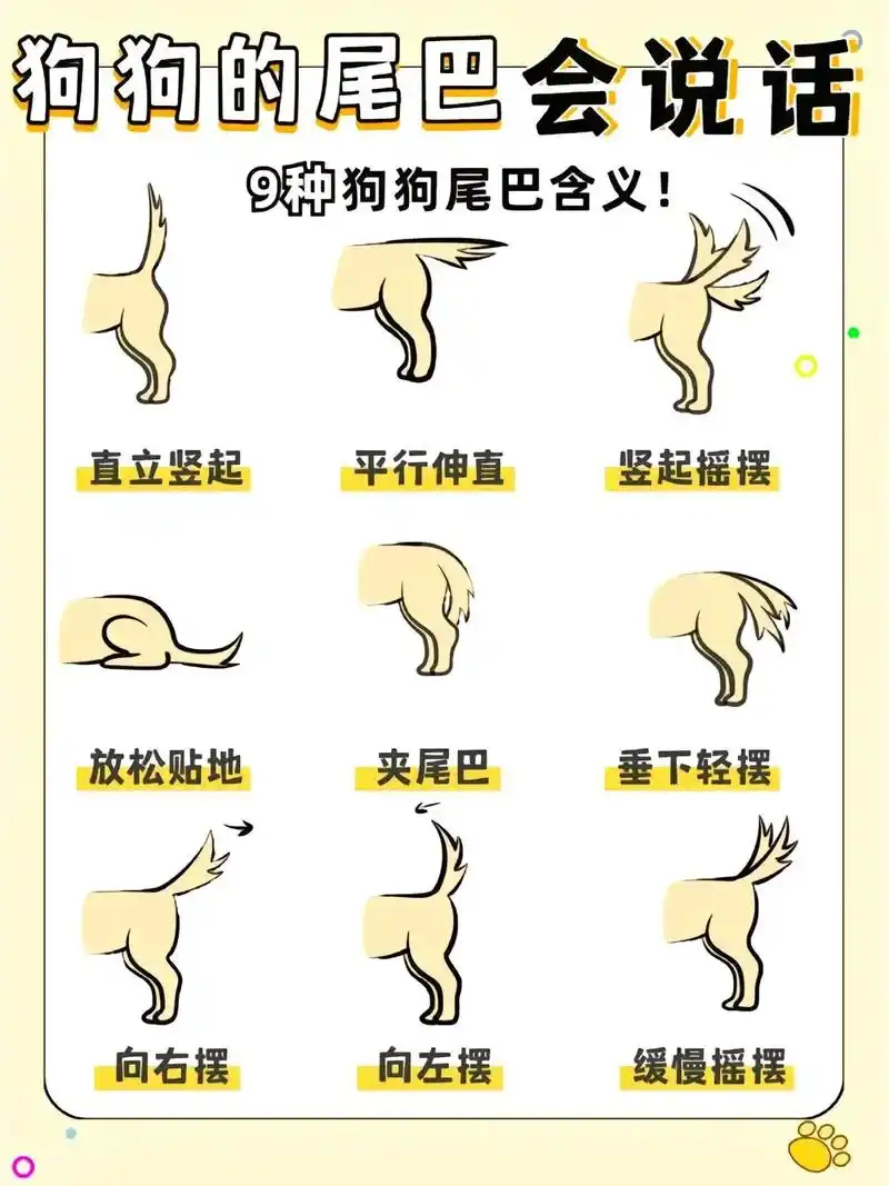 狗狗的尾巴也会说话 9中狗狗尾巴含义!#图文伙伴计划2024 - 抖音