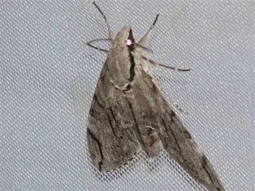 这是什么虫,比我手掌都大