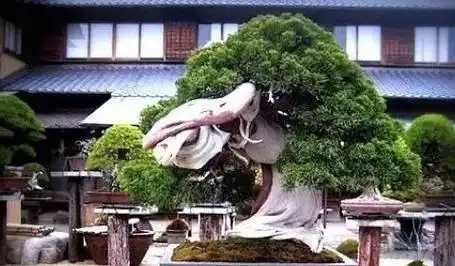 见过的都算土豪_盆景_价值_因为