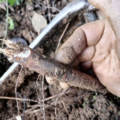 五倍子树树根野生新鲜盐肤木盐霜柏树根中草药材500克