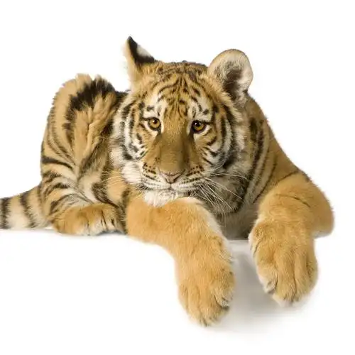 一组高清老虎图片