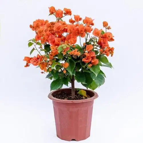 嘉瑰三角梅树苗四季开花室外盆栽花卉植物耐寒三角梅树苗盆景定制