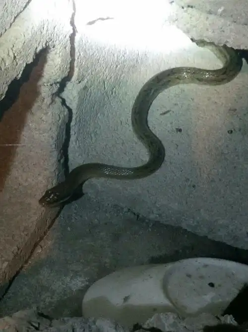 图片拍的是不是小蟒蛇啊?