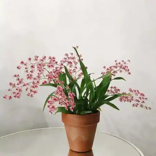 文心兰梦香兰盆栽带花苞浓香型兰花苗原盆原土发货好闻四季开花大