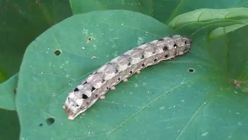 这几种是什么蛾,蝶的幼虫