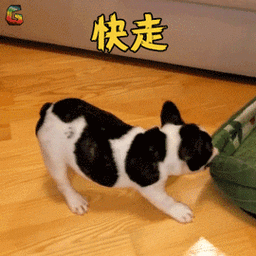 萌宠狗汪星人快走搞怪gif动图_动态图_表情包下载_soogif