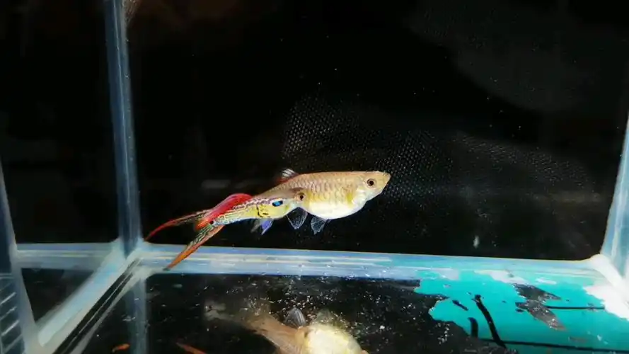 孔雀鱼极品红蕾丝双剑