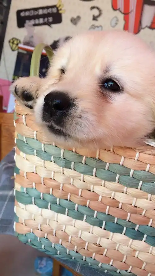 540_960竖版 竖屏