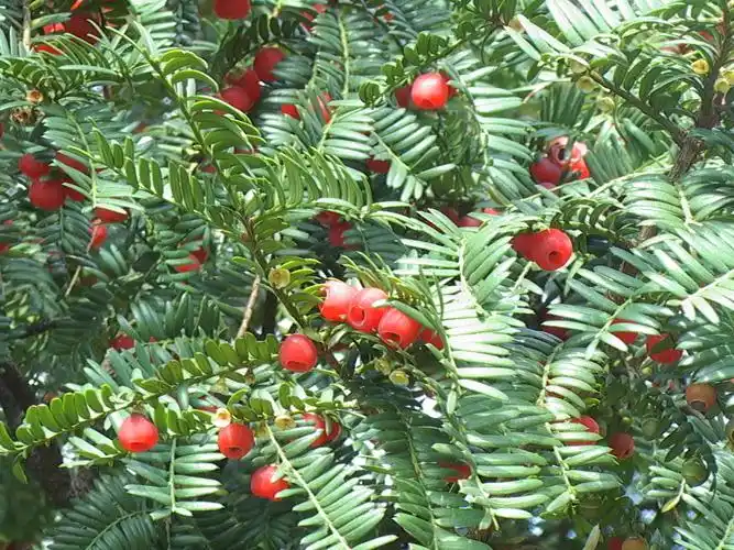 fu i>) /i>是红豆杉科,红豆杉属的常绿 a href="#" data-lemmaid="