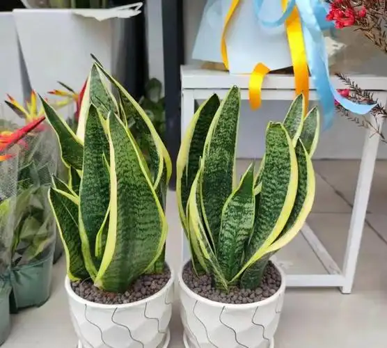 湖北一老太太因在阳台上养虎皮兰而走红网友太神奇