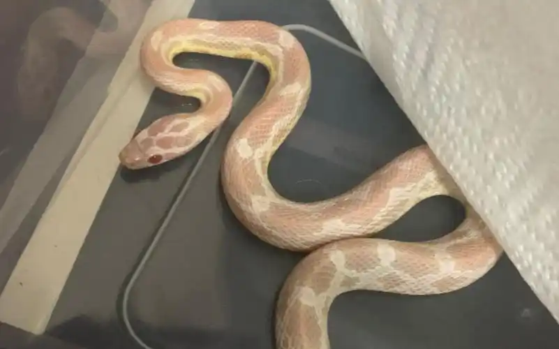 玉米蛇开箱第一条玉米蛇到啦是漂亮的雪白