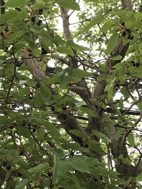 夏～河边的野桑葚树?