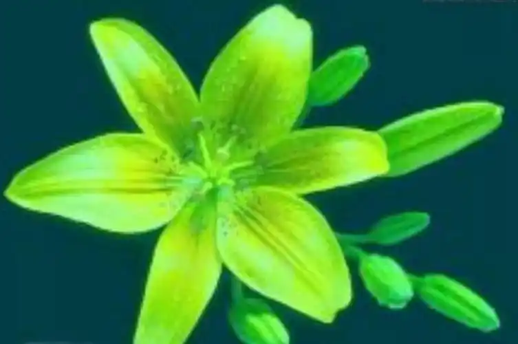 国家级濒危物种我国特有的开绿色花百合其中1种已经灭绝