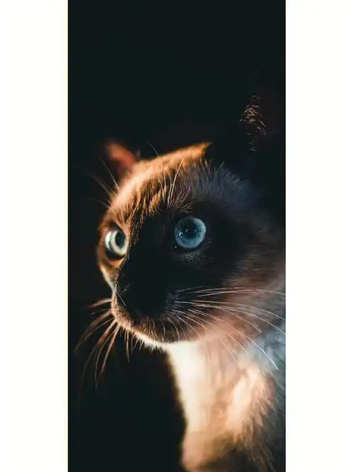 苹果iphone手机壁纸暹罗猫